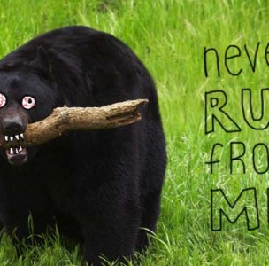 black bears, bear attack