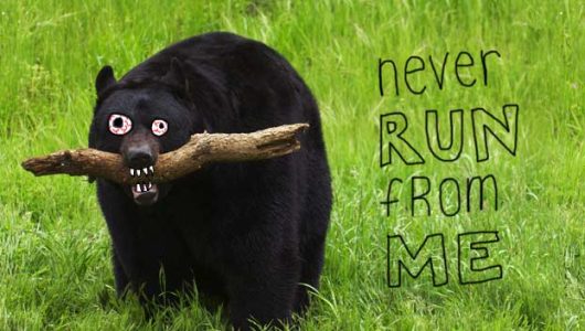 black bears, bear attack