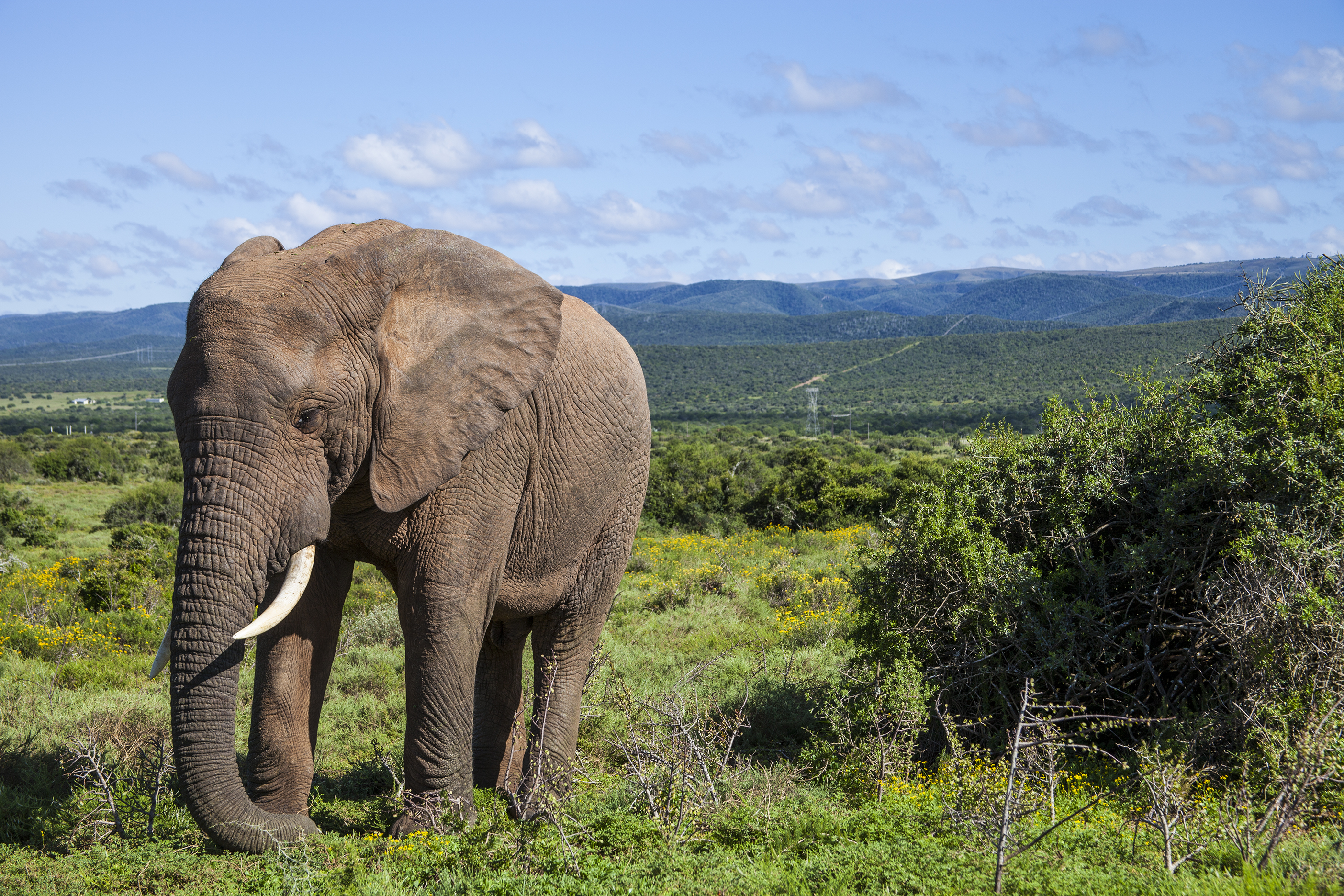 Elephant, South Africa