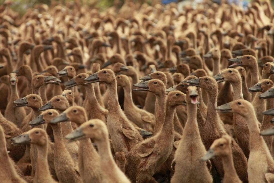 Ducks, Indonesia